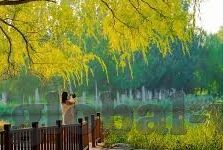 果冻传媒何苗资料-探寻果冻传媒的璀璨之星，何苗的成长轨迹与贡献
