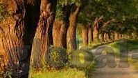 人妻出轨小说-迷雾中的抉择，人妻出轨的微妙世界